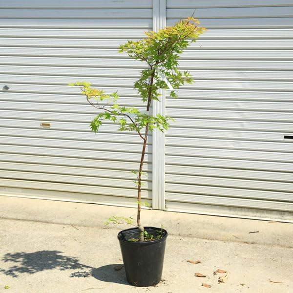 ソヨゴ メス 株立ち 6本立ち 楽天市場】【選べる現品】ソヨゴ 株立ち 雌株(メス株) 樹高1.5m